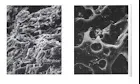  Vues au microscope: A gauche une terre cuite non gélive, à droite
		  une gélive.